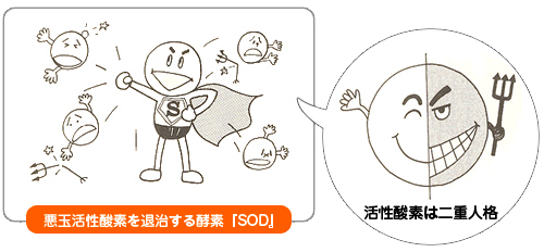 SODについて